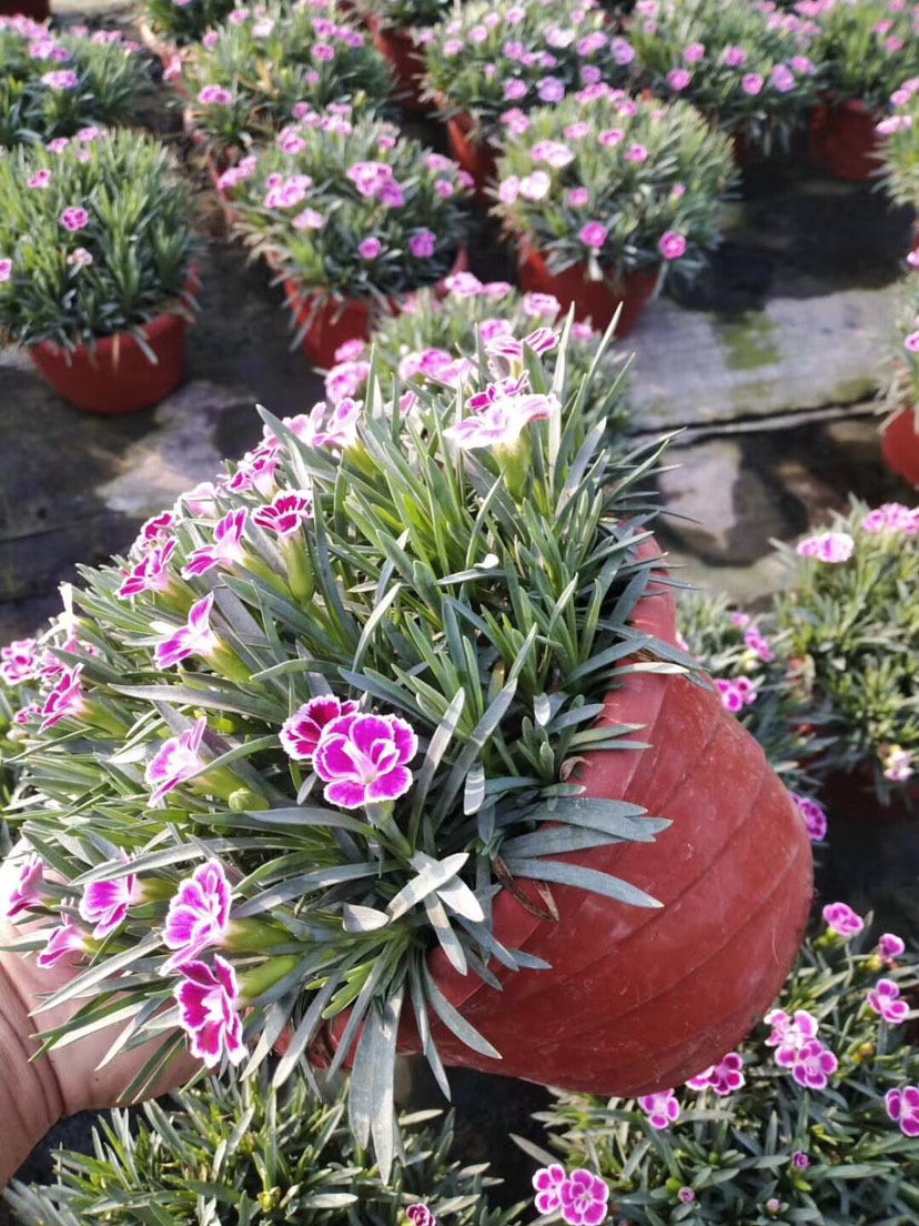  康乃馨初吻盆栽带花原盆实物实拍根系发达矮生品种还可用于阳台
